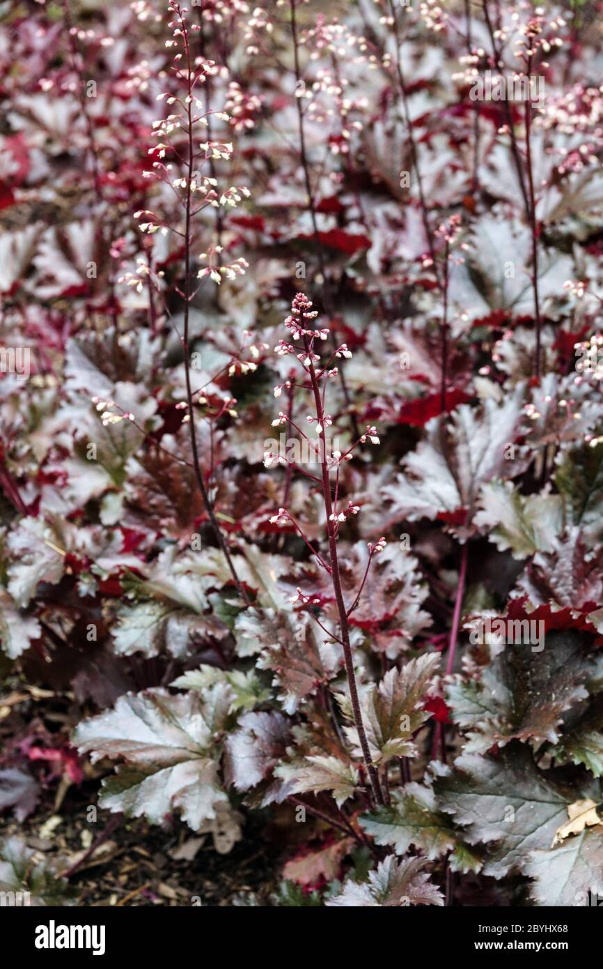 Coral Bells Heuchera Black Tafetta Heucheras Stock Photo - Alamy