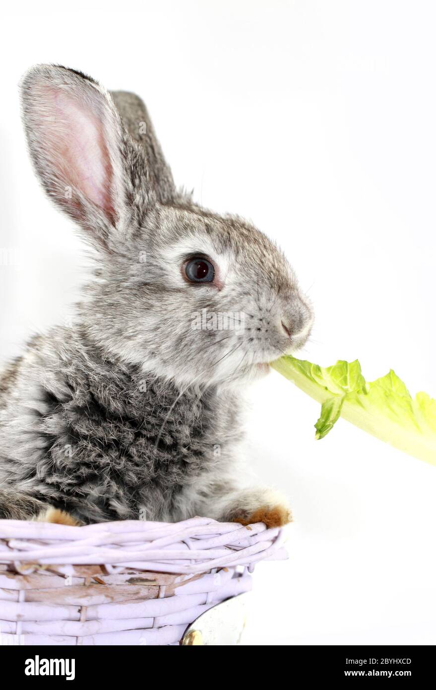 Cute gray rabbit eating the green romaine lettuce Stock Photo Alamy