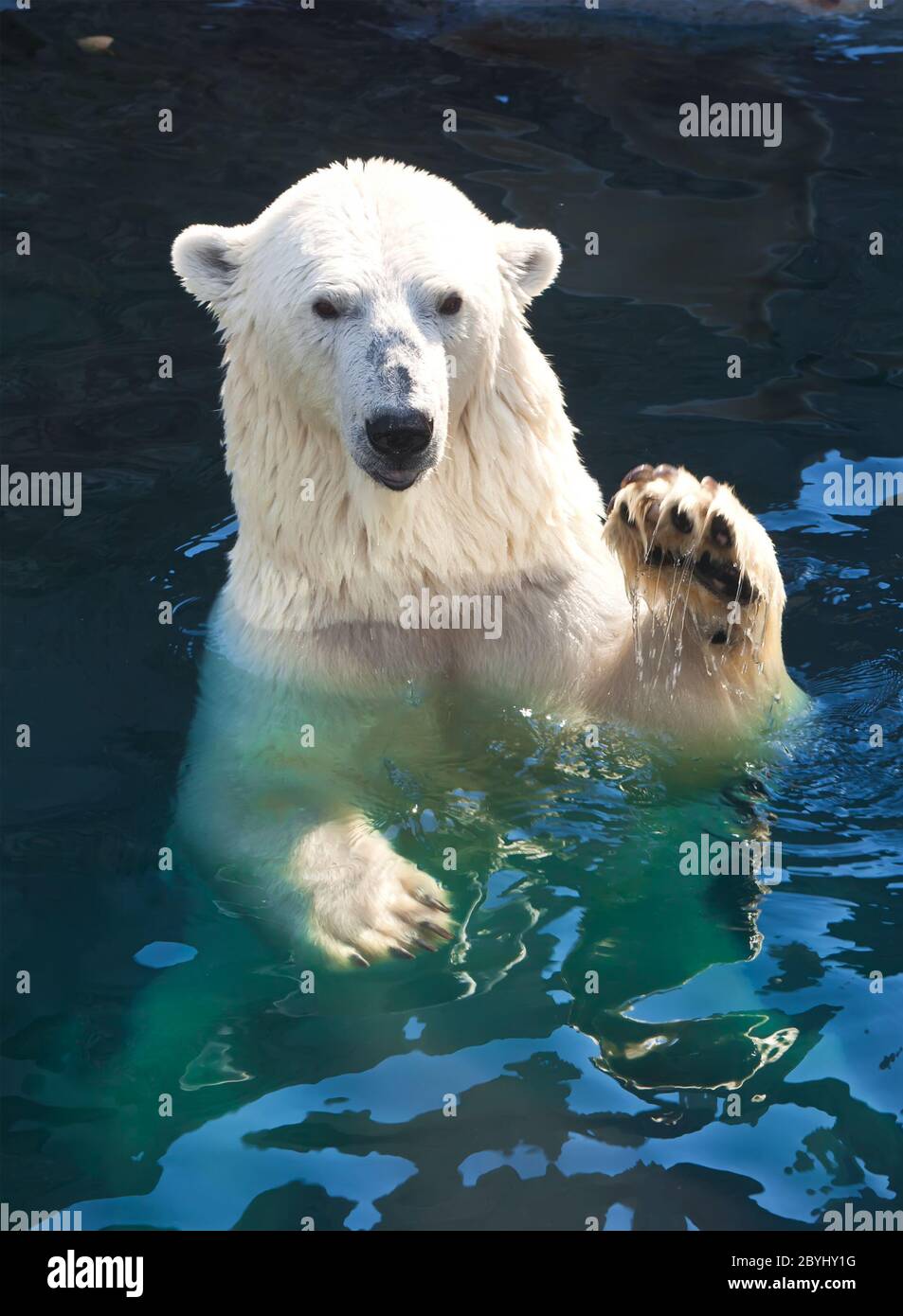 Antarctic polar bear hi-res stock photography and images - Alamy