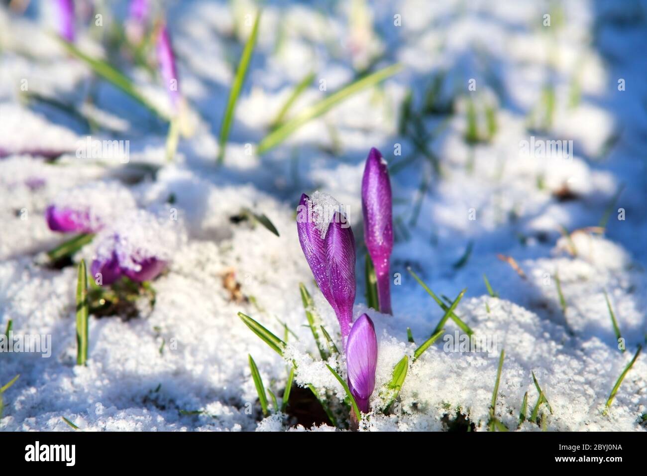 crocus flowers in snow Stock Photo