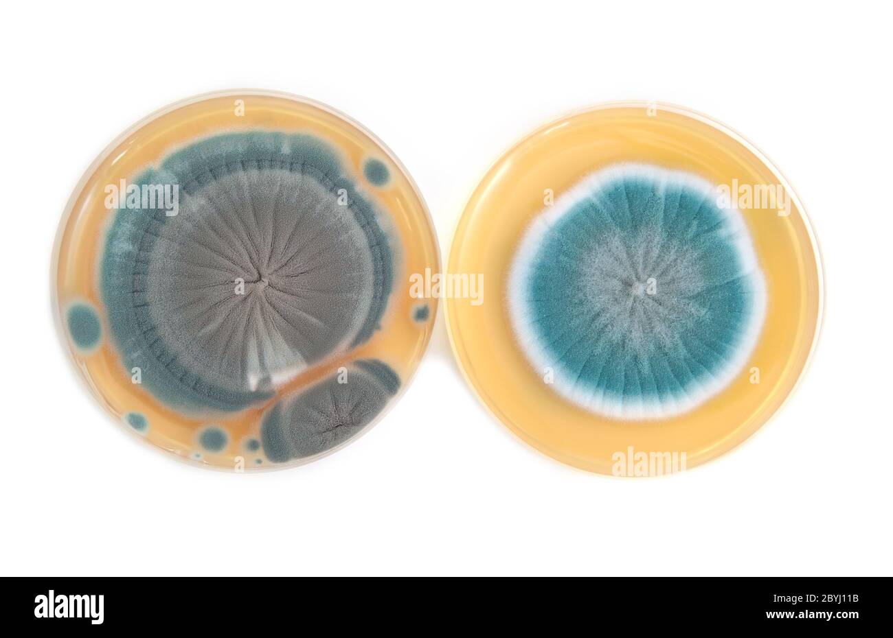 Penicillium fungi on agar plate Stock Photo