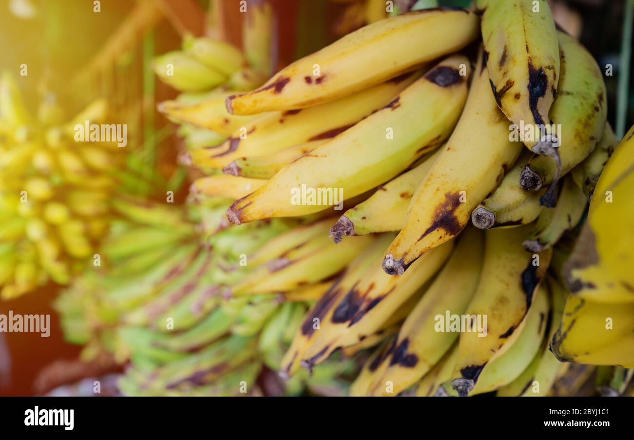 Beautiful hundreds of yellow and ripe bananas in some fruit shop in