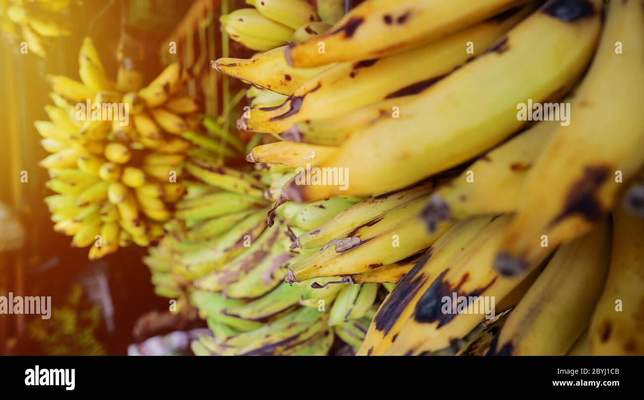 Beautiful hundreds of yellow and ripe bananas in some fruit shop in
