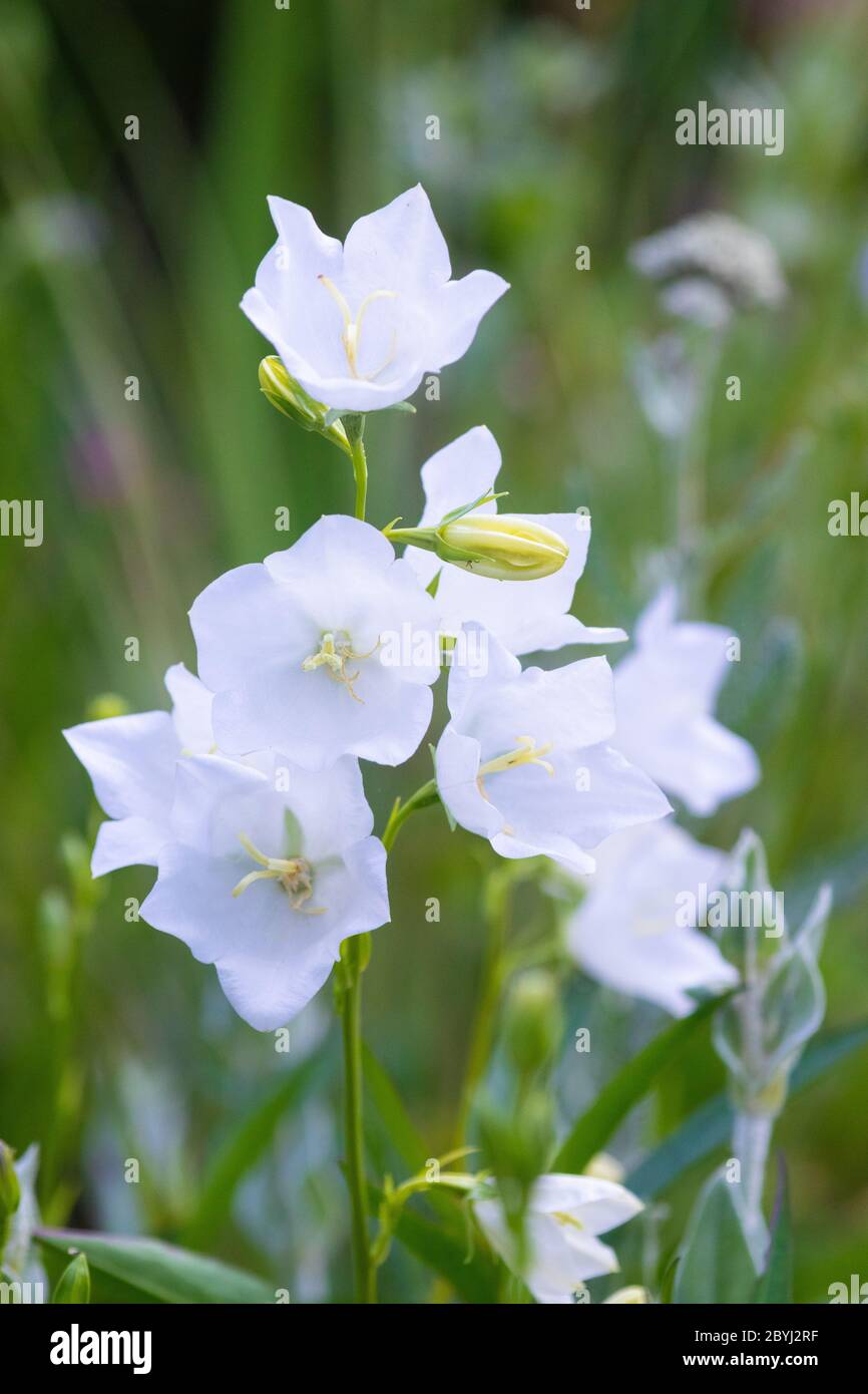 A white Campanula or bellflower in flower in Scotland Stock Photo