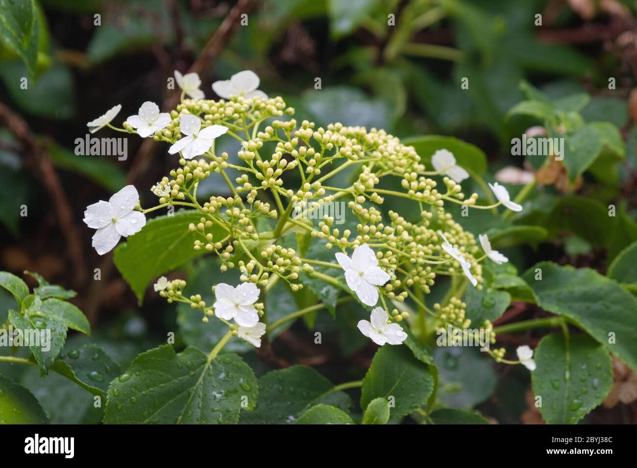 Hydrangea petiolaris, climbing hydrangea Stock Photo