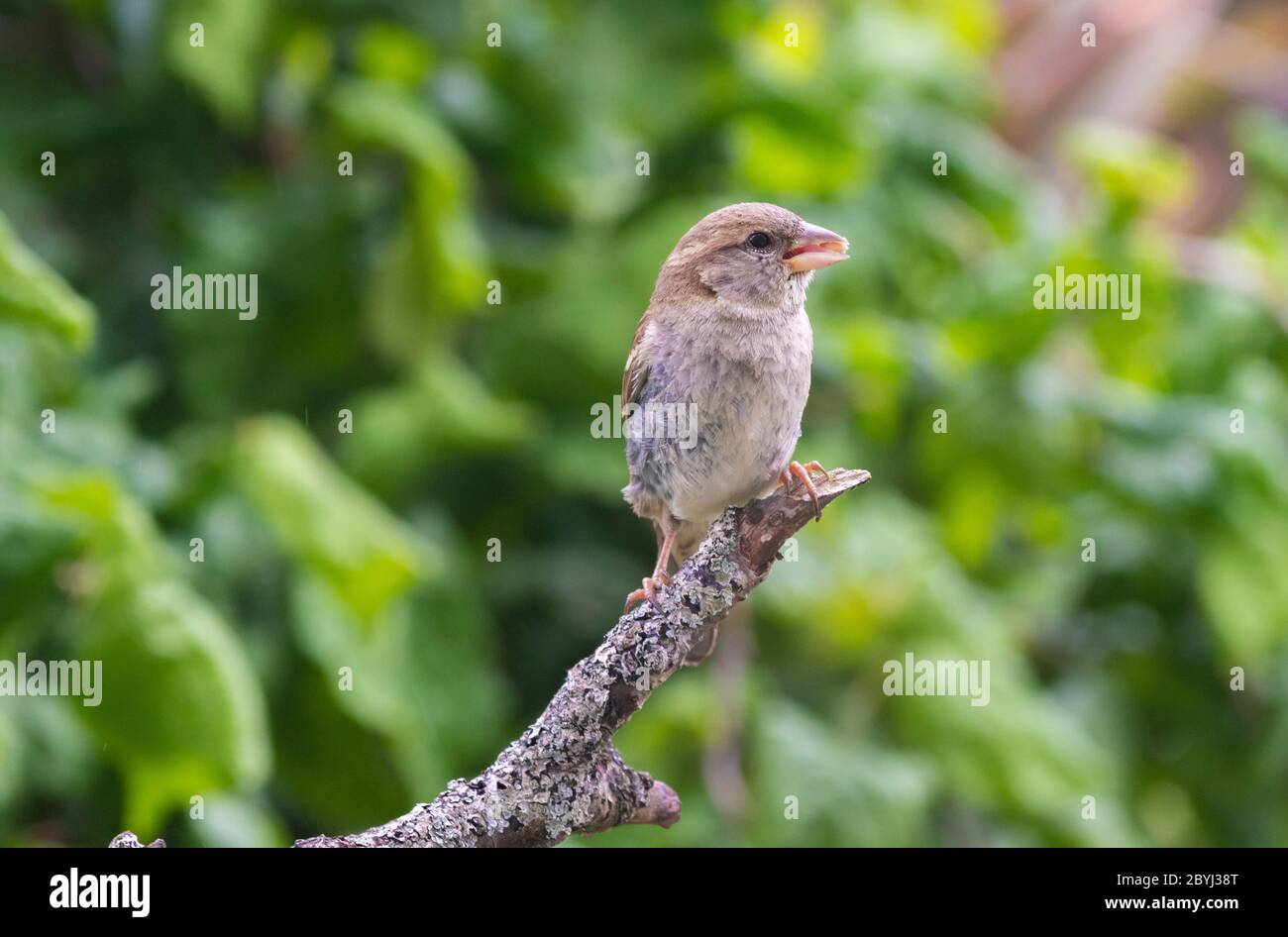 A female house sparrow on a branch in a Fife garden. Stock Photo