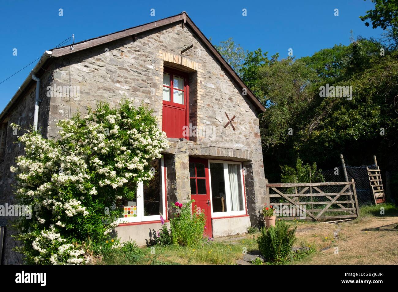 Exterior view of front of converted barn to residential domestic house cottage with white pyracantha flowers in bloom in May Wales UK  KATHY DEWITT Stock Photo