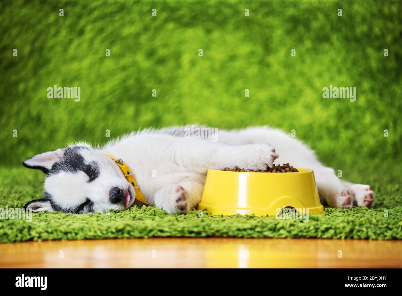 A small white dog puppy breed siberian husky with yellow feeder with dry dogs food lays on green carpet. Dogs and pet photography Stock Photo