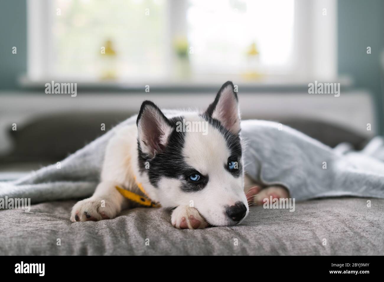 A small white dog puppy breed siberian husky with beautiful blue eyes sleep  on grey carpet. Dogs and pet photography Stock Photo - Alamy