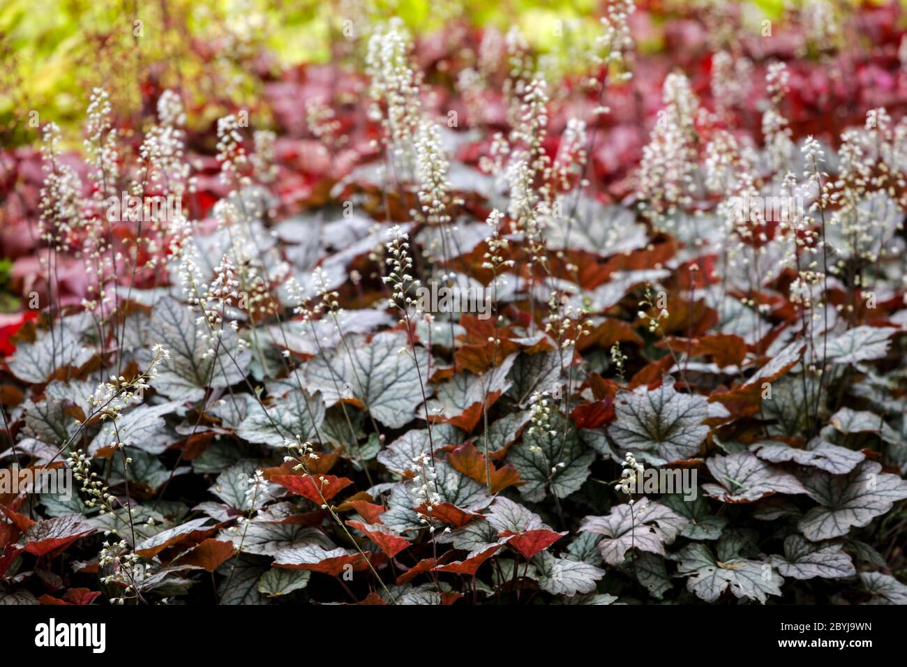 Colorful flower bed Heucherella 'Twilight' Heucherellas ground cover plants Stock Photo