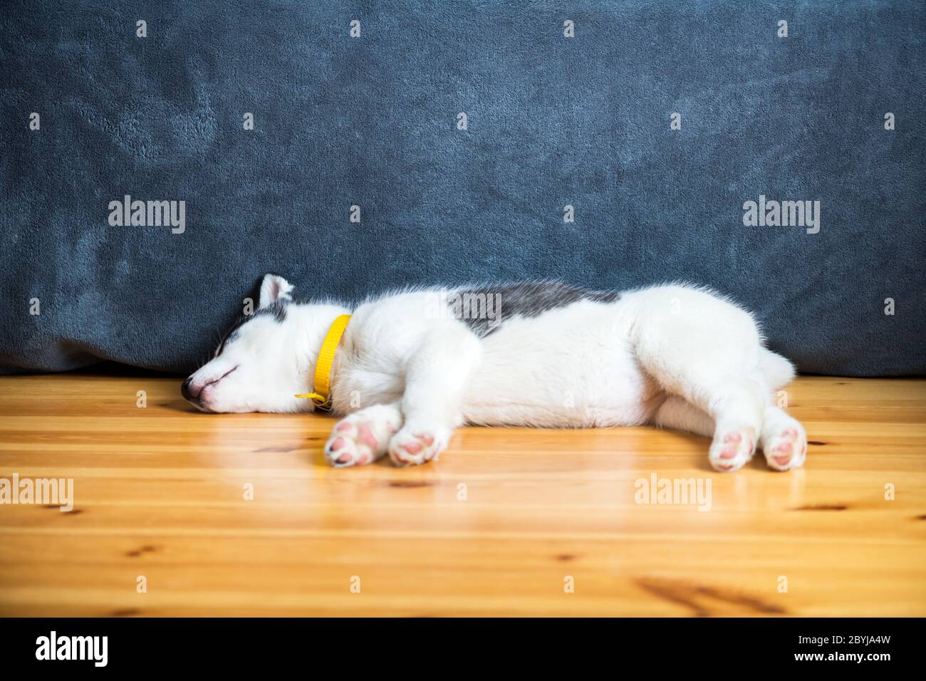A small white dog puppy breed siberian husky with beautiful blue eyes lays on wooden floor. Dogs and pets photography Stock Photo