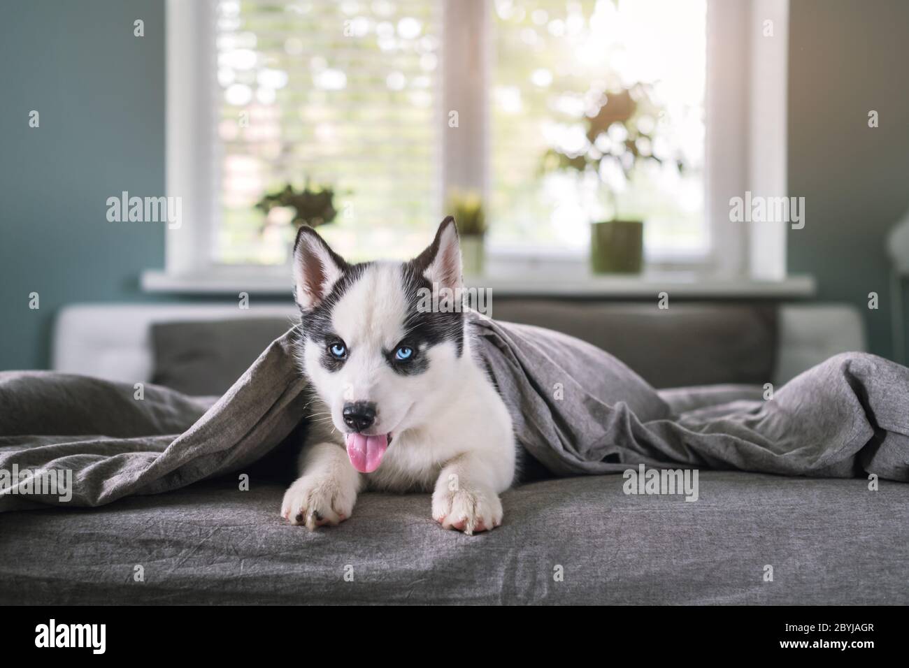 A small white dog puppy breed siberian husky with beautiful blue eyes sleep on grey carpet. Dogs and pet photography Stock Photo