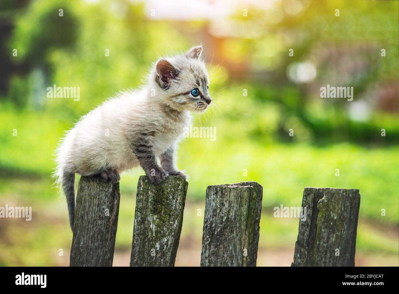Small kitten cat with blue ayes on wooden fence on garden closeup. Animal pets photography Stock Photo