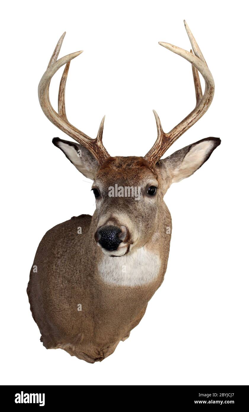 Whitetail Buck Isolated on White Stock Photo - Alamy