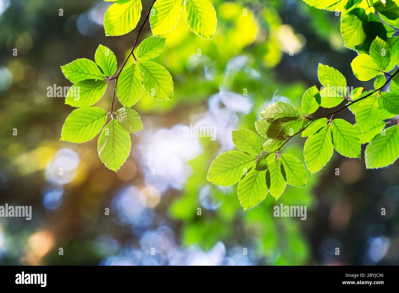 Closeup nature view of green beech leaf on spring twigs on blurred background in forest. Copyspace make using as natural green plants and ecology backdrop Stock Photo