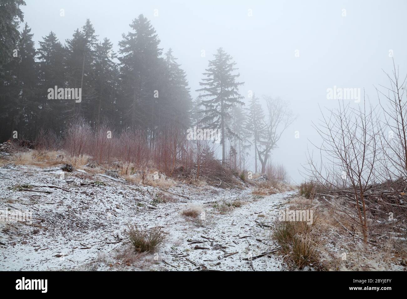Silent coniferous forest hi-res stock photography and images - Alamy