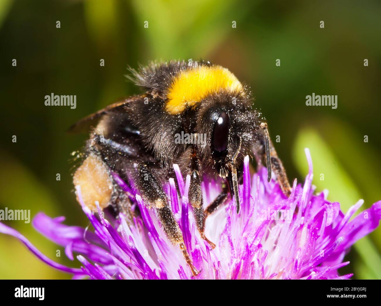 Bumblebee hair hires stock photography and images Alamy