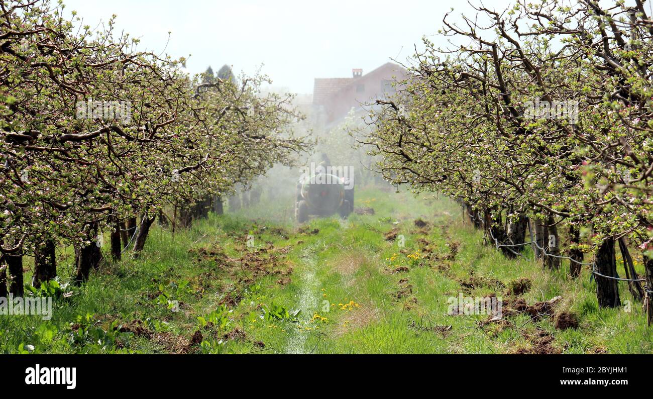 spraying apple orchard in spring Stock Photo