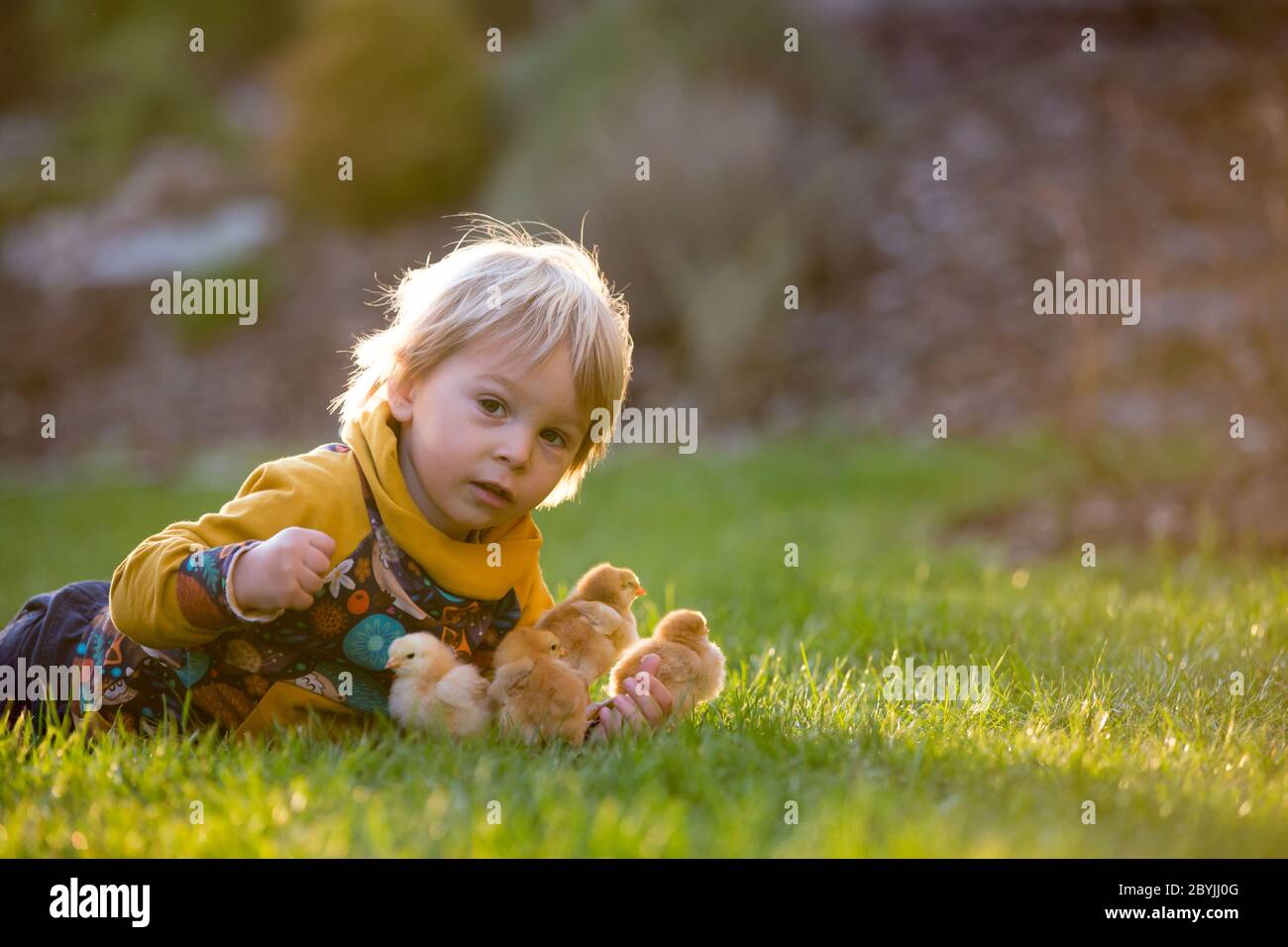 Sweet cute blond child, toddler boy, riding tricycle with little chicks ...