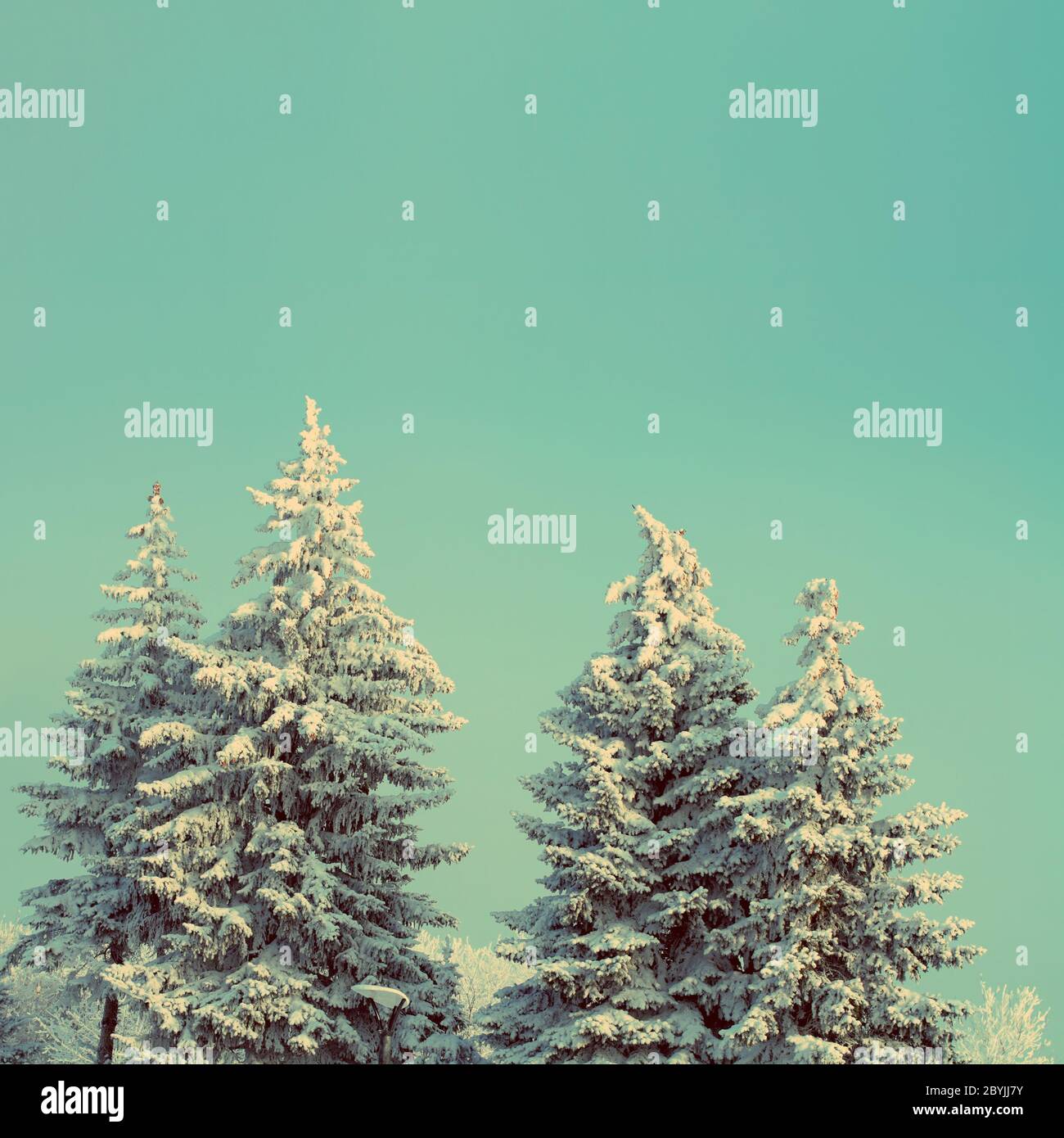 Fir Trees Under Snow High Resolution Stock Photography and Images - Alamy
