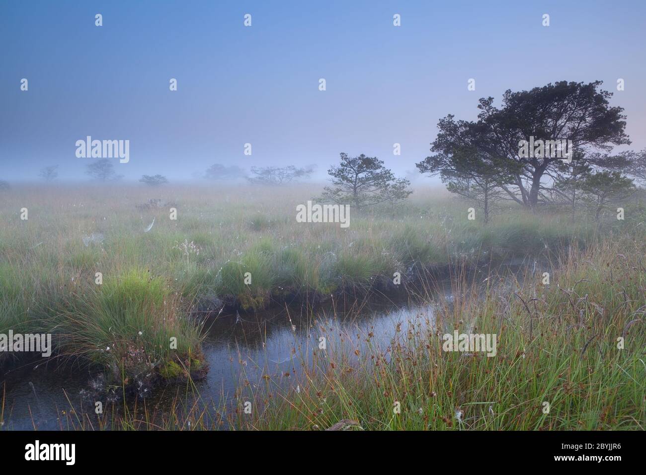 misty summer morning on swamp, Fochteloerveen, Drenthe, Friesland