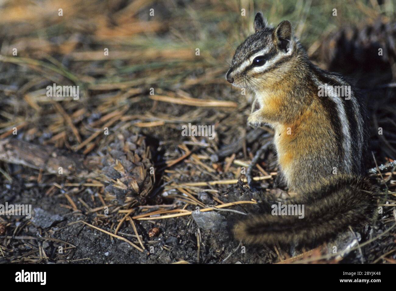 Least Chipmunk foraging in fall Stock Photo