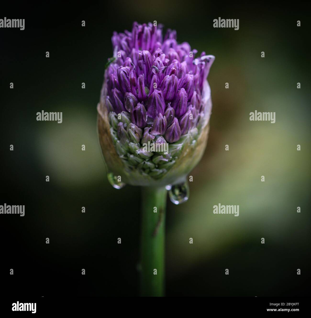 Close up of Allium head about to open early morning dew Stock Photo
