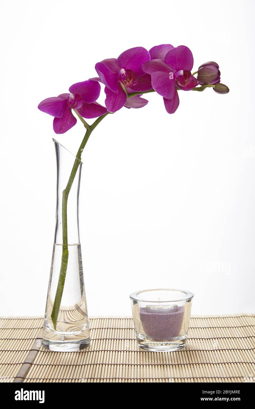 Purple orchid in glass vase Stock Photo Alamy