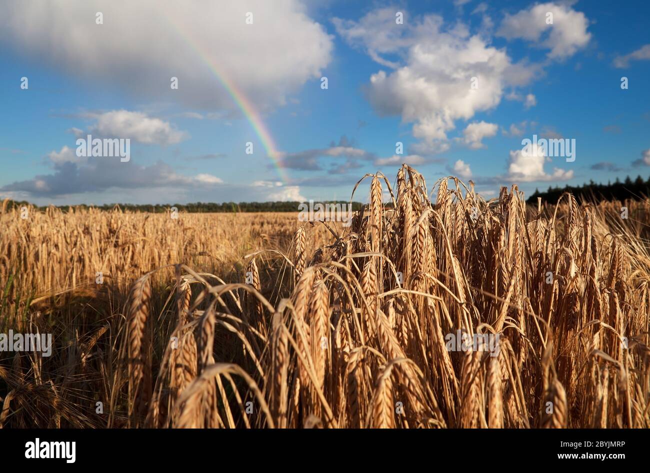 Summer wheat field hi-res stock photography and images - Alamy
