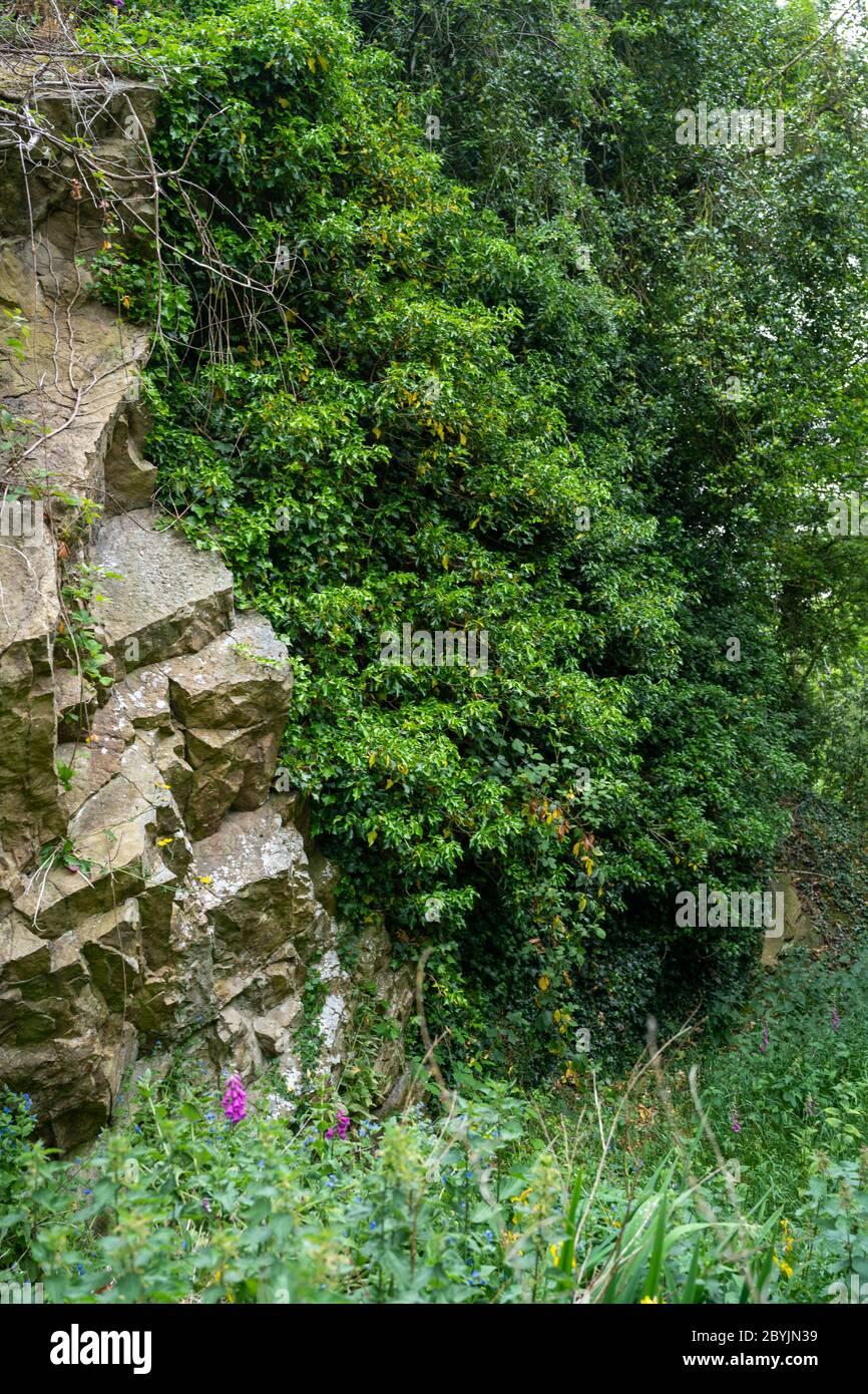 Overgrown rock face in a dissused quarry in the UK. Stock Photo
