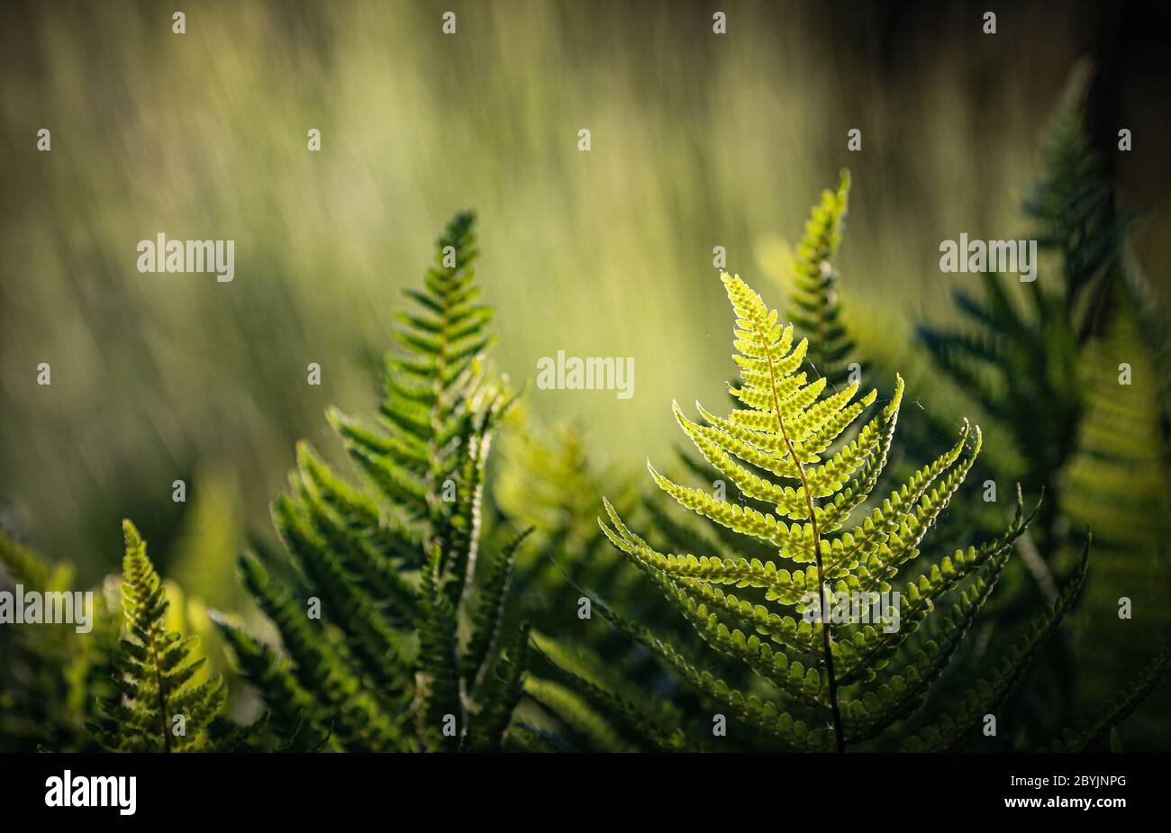 Backlit Fern Leaves / Fronds showing spores shallow abstract background England Stock Photo