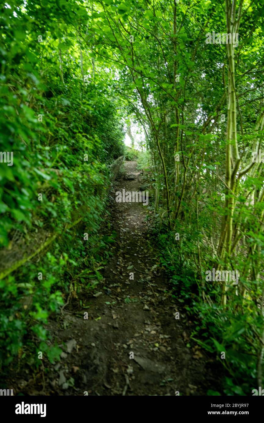 Looking up a small country path surrounded by trees creating a green tunnel. Stock Photo