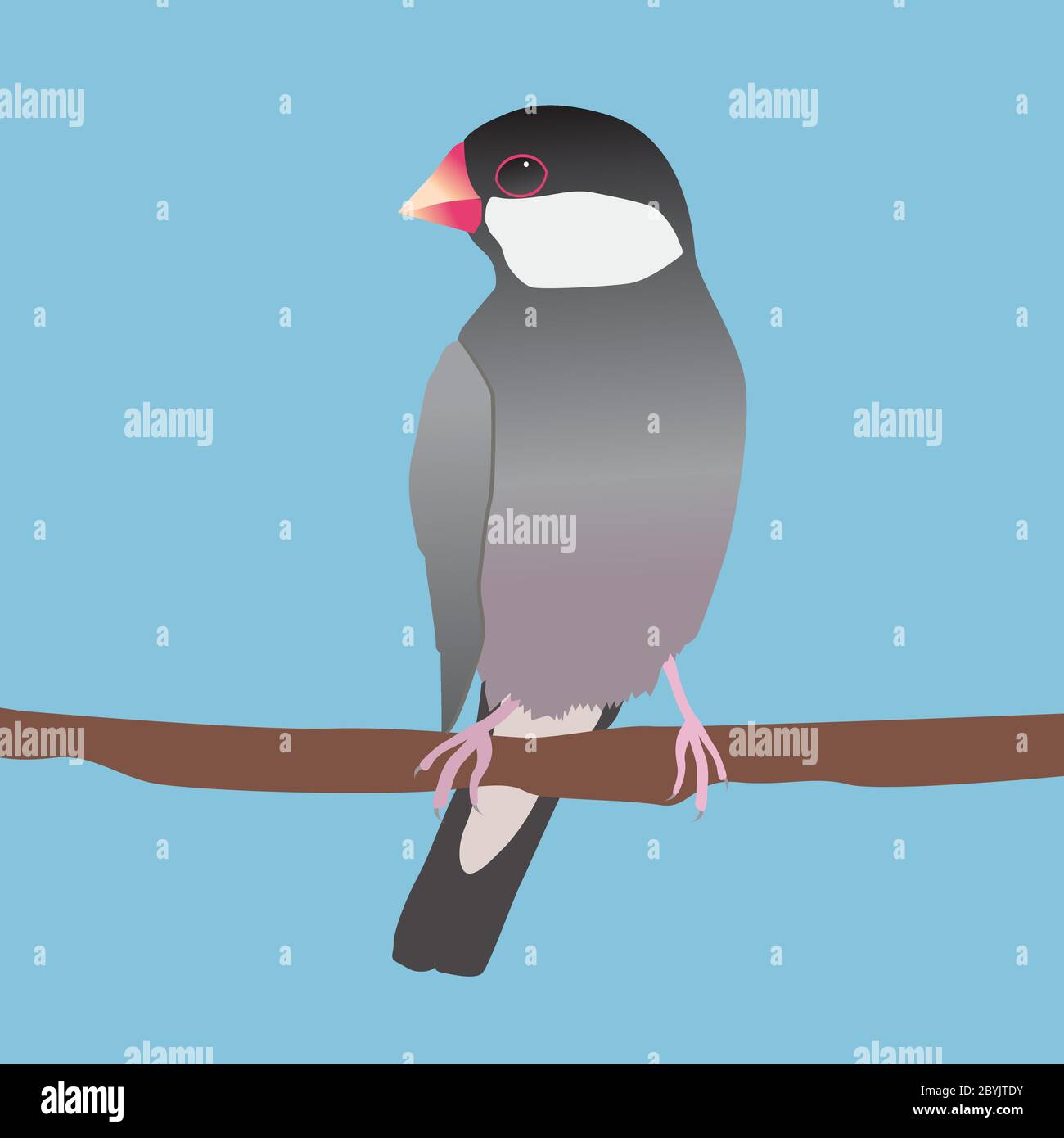 A digital vector illustration of a java sparrow. He is sitting on a long branch. Blue background Stock Vector