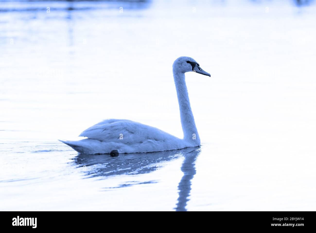 Swan in the beautiful sunset over the lake - blue tone Stock Photo