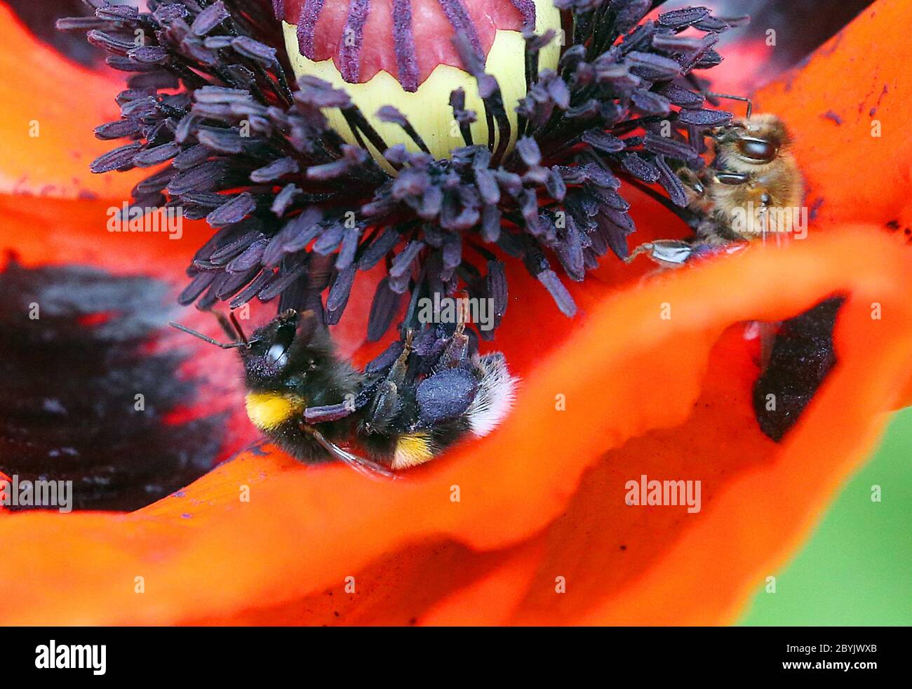 Beehive on legs hires stock photography and images Alamy