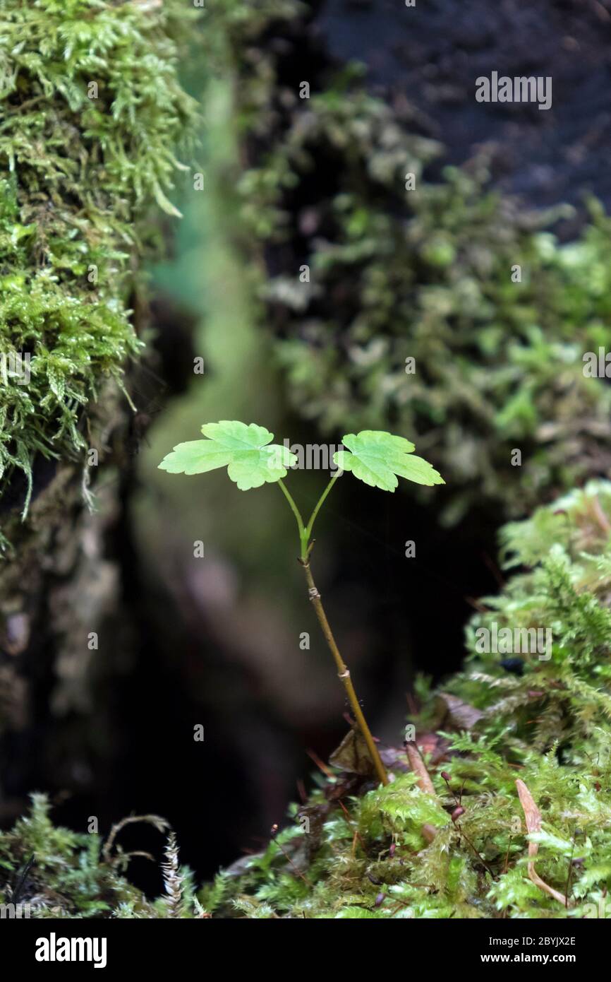 Sapling Growing Out of a Bed of Moss in a Woodland Habitat, Teesdale, County Durham, UK Stock Photo