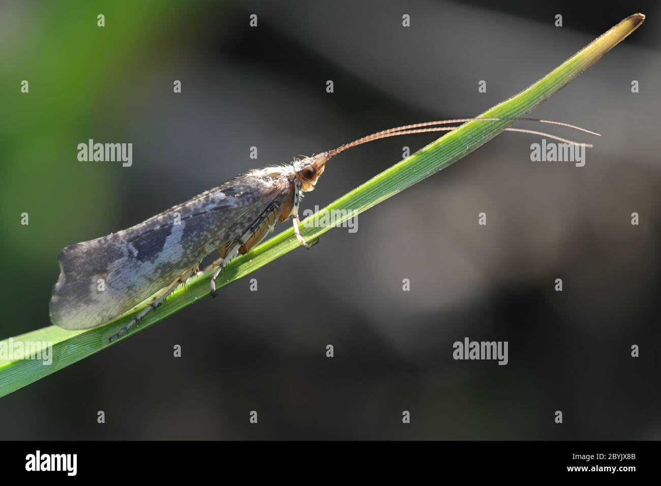 Glyphotaelius pellucidus, a caddisfly from Finland with no common english name Stock Photo