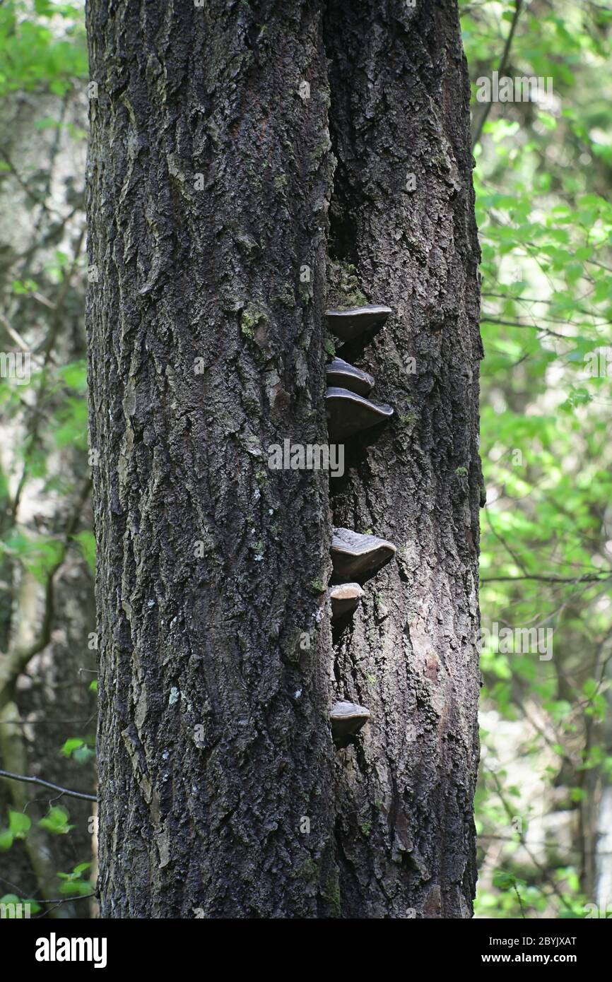 Phellinus populicola,  a polypore living on aspen (Populus tremula), wild fungus from Finland Stock Photo