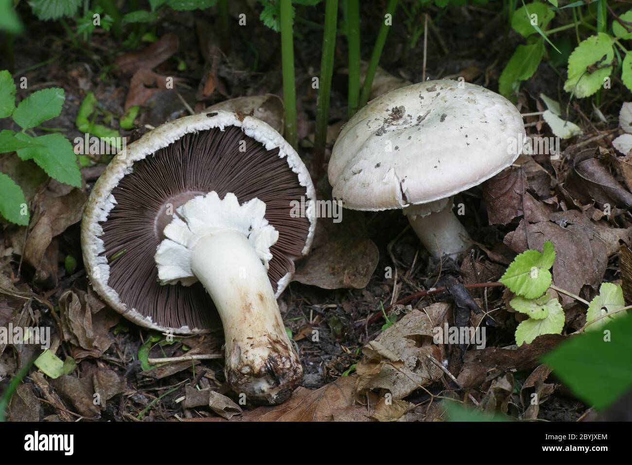 Agaricus arvensis, commonly known as the horse mushroom, wild edible mushroom from Finland Stock Photo