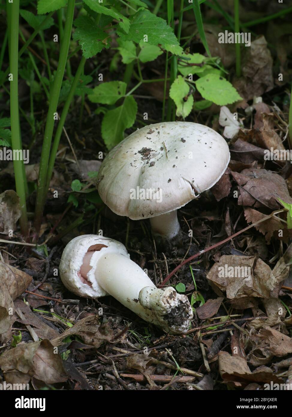 Agaricus arvensis, commonly known as the horse mushroom, wild edible