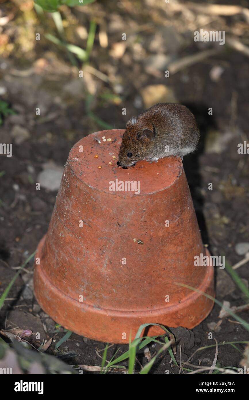Bank Vole (Clethrionomys glareolus) Standing on a Plant Pot in a Garden Habitat, UK Stock Photo