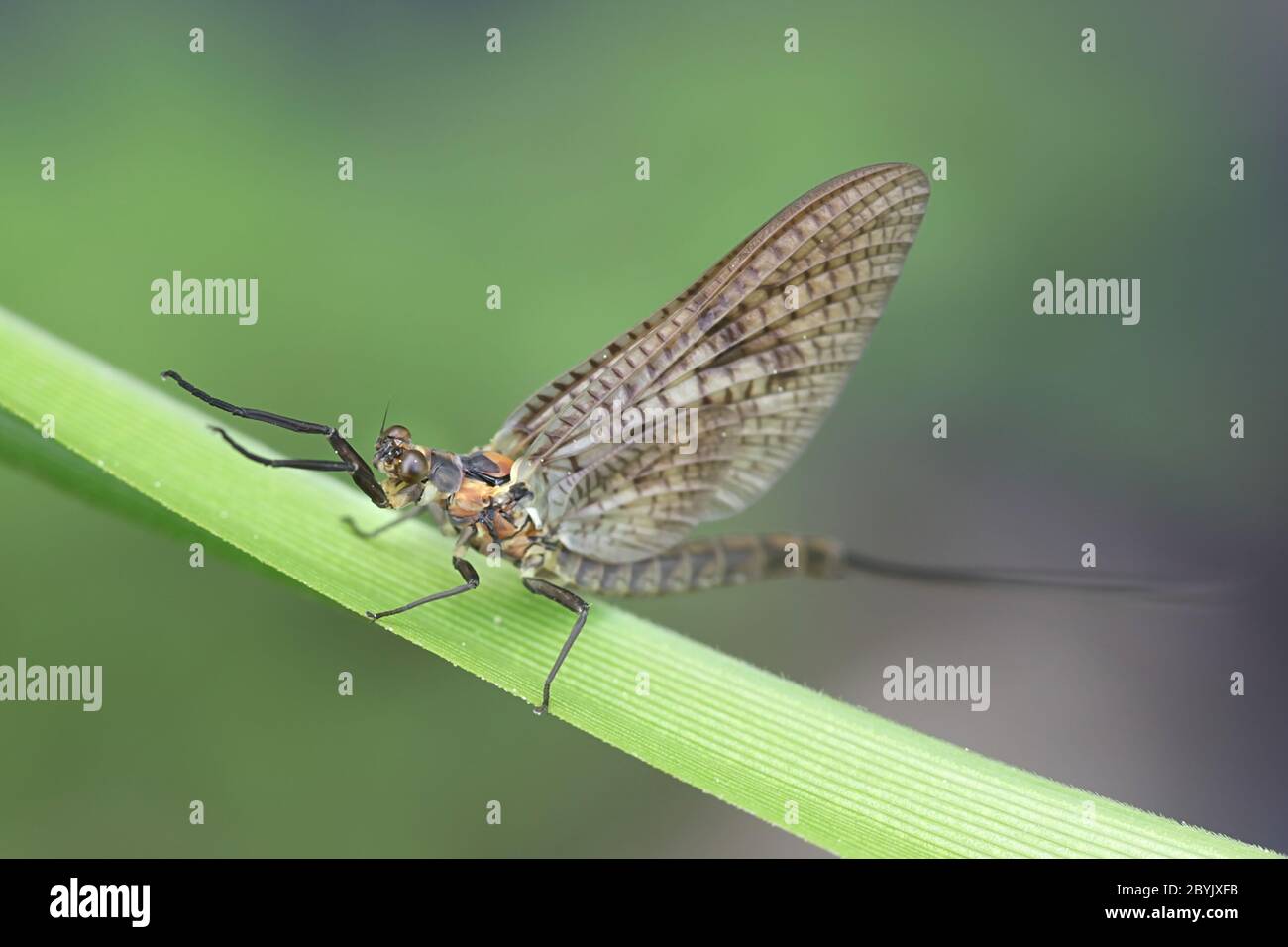 Ephemera vulgata, a species of mayfly in the genus Ephemera, also commonly  called as Canadian soldier, shadfly or fishfly Stock Photo - Alamy