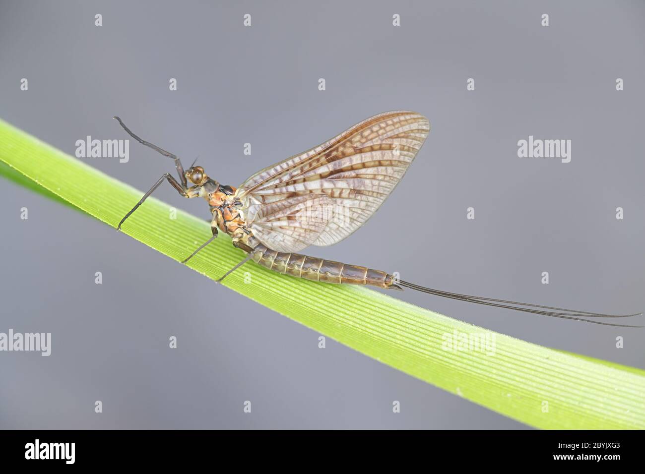 Ephemera vulgata, a species of mayfly in the genus Ephemera, also commonly called as Canadian soldier, shadfly or fishfly Stock Photo