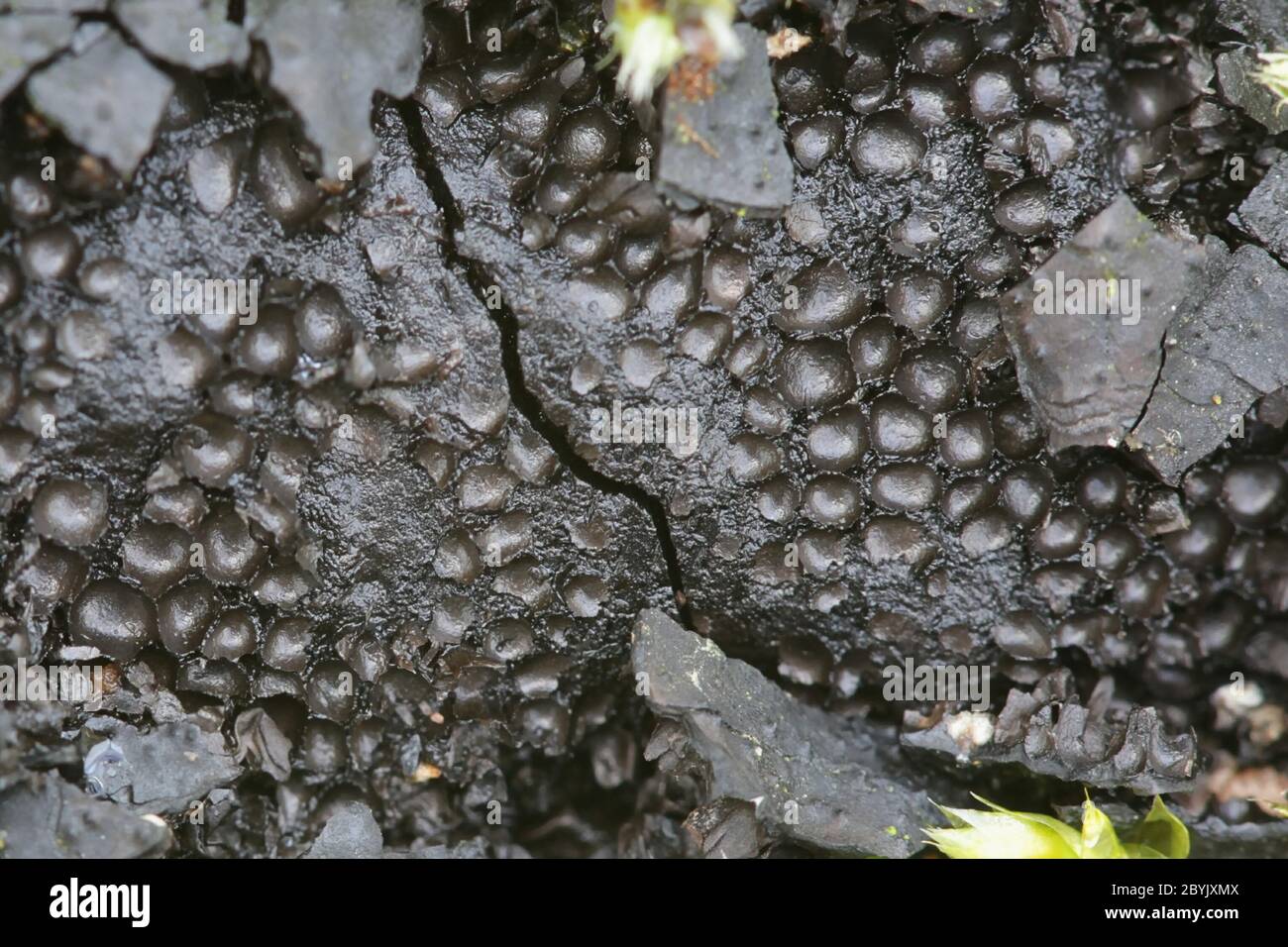 Kretzschmaria deusta,  known as brittle cinder  fungus, a major pathogen of park trees Stock Photo