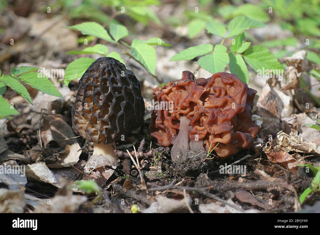 Gyromitra esculenta, the False Morel, and Morchella elata, the Black Morel, comparison side by side Stock Photo