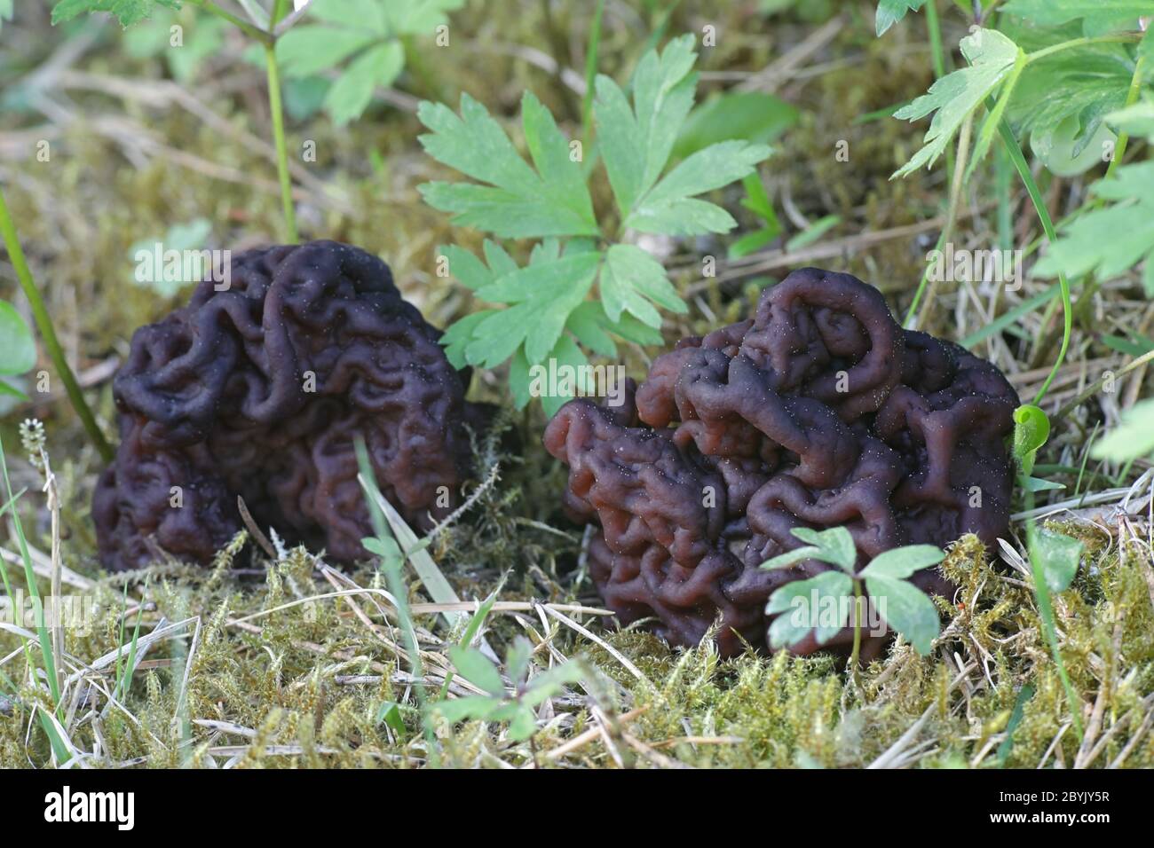 Gyromitra esculenta, known as the False Morel, a deadly poisonous