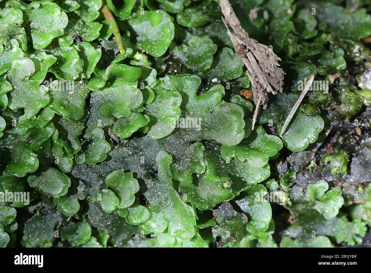 Pellia epiphylla, known as overleaf pellia or common pellia, a species of thallose liverwort growing on a forest stream in Finland Stock Photo