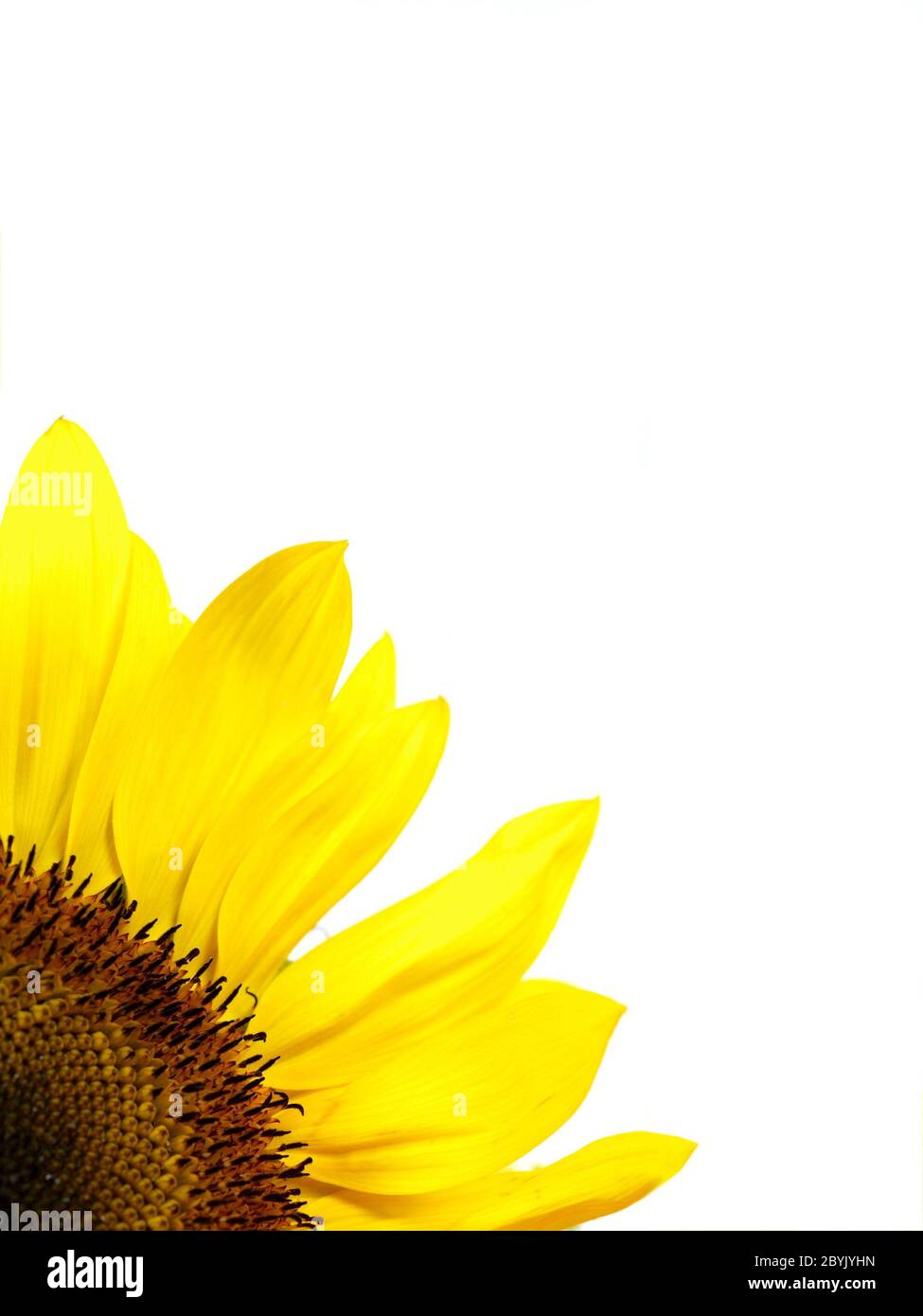 Sun Flower Stock Photo