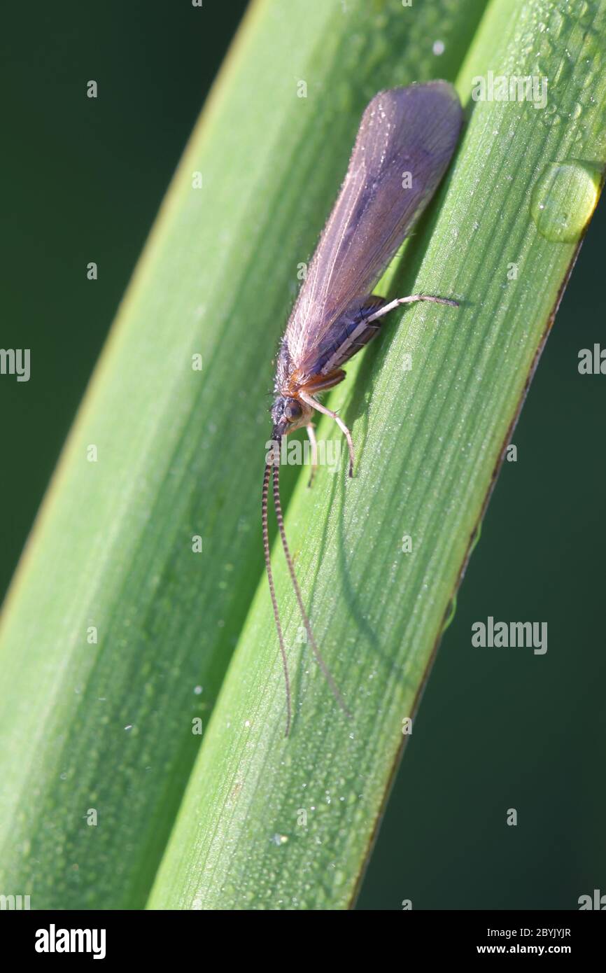 Limnephilus affinis, a caddisfly from Finland with no common english name Stock Photo