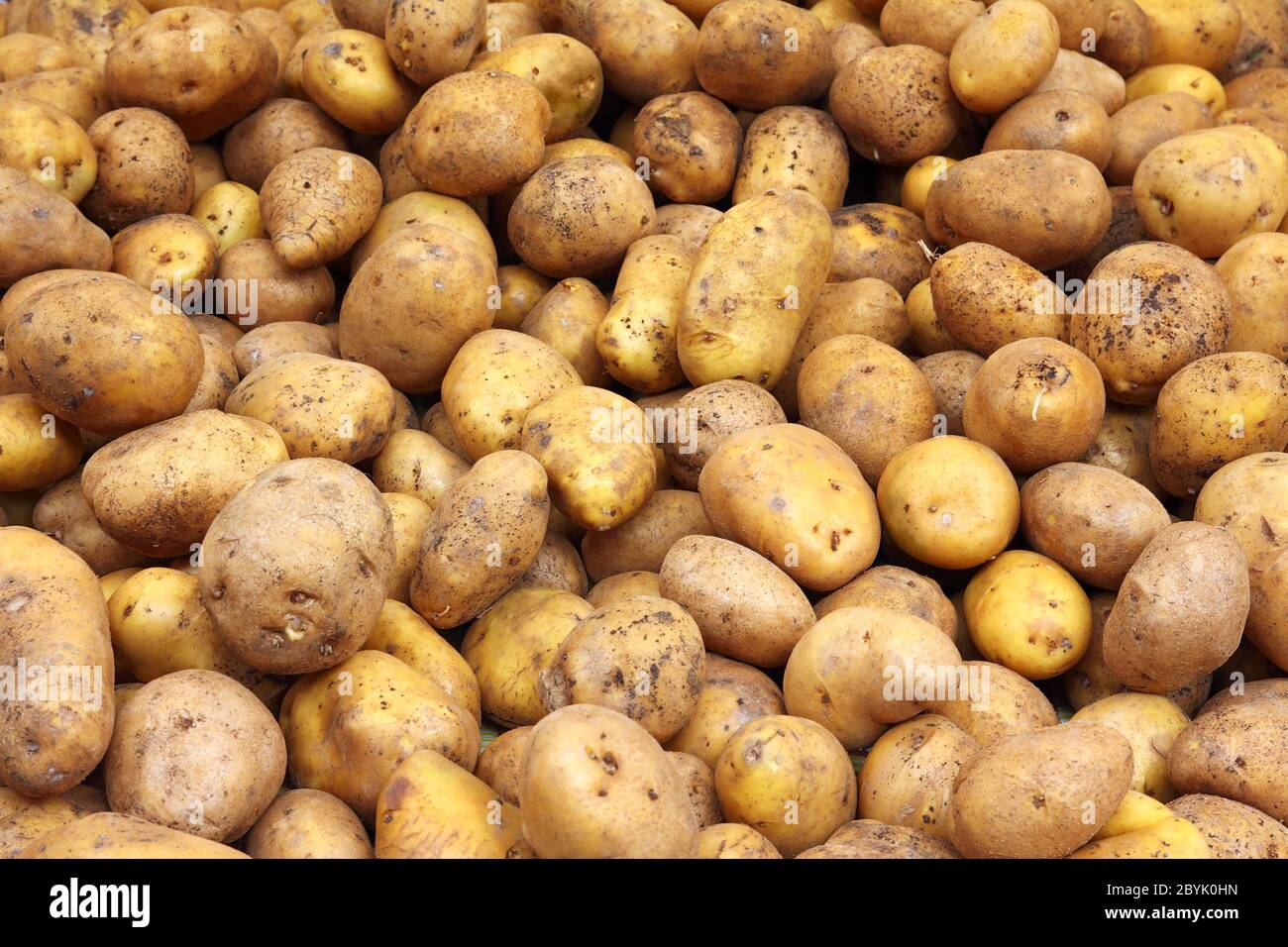 Close up of lots of potatoes Stock Photo - Alamy